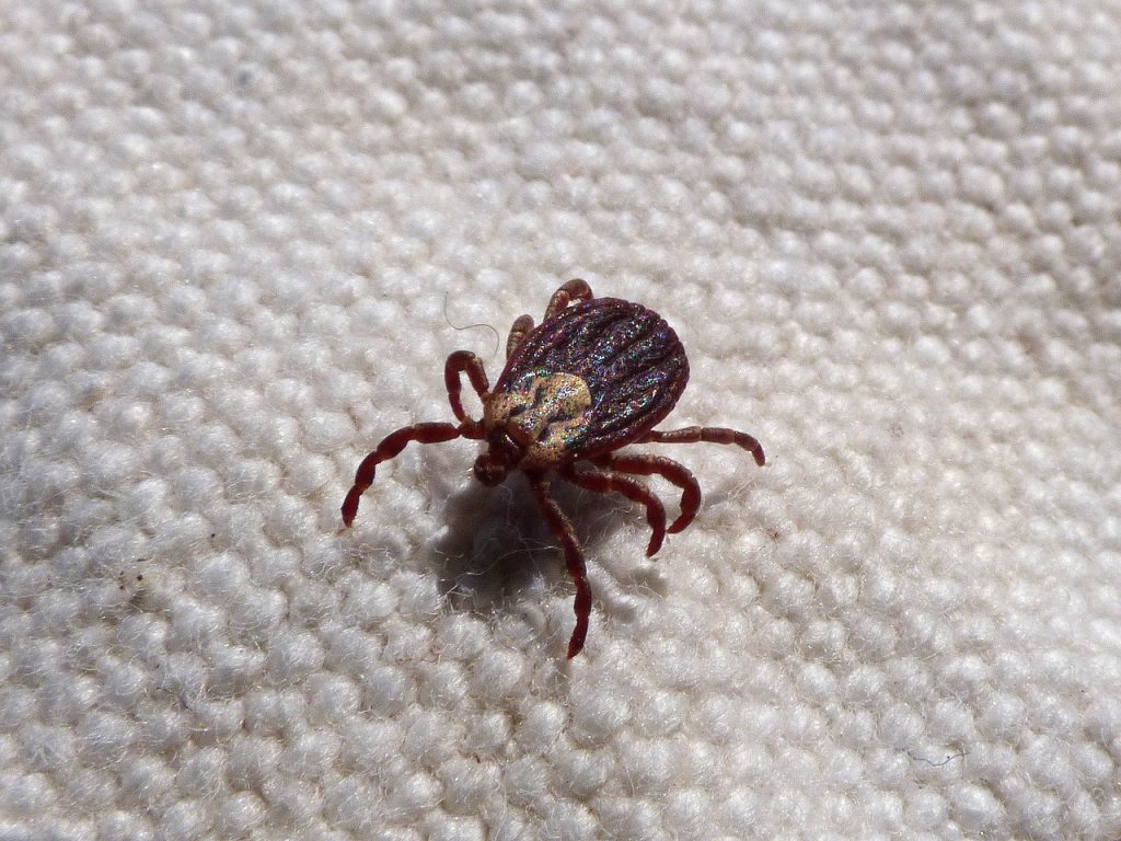 A Dog Tick, crawling on white material.