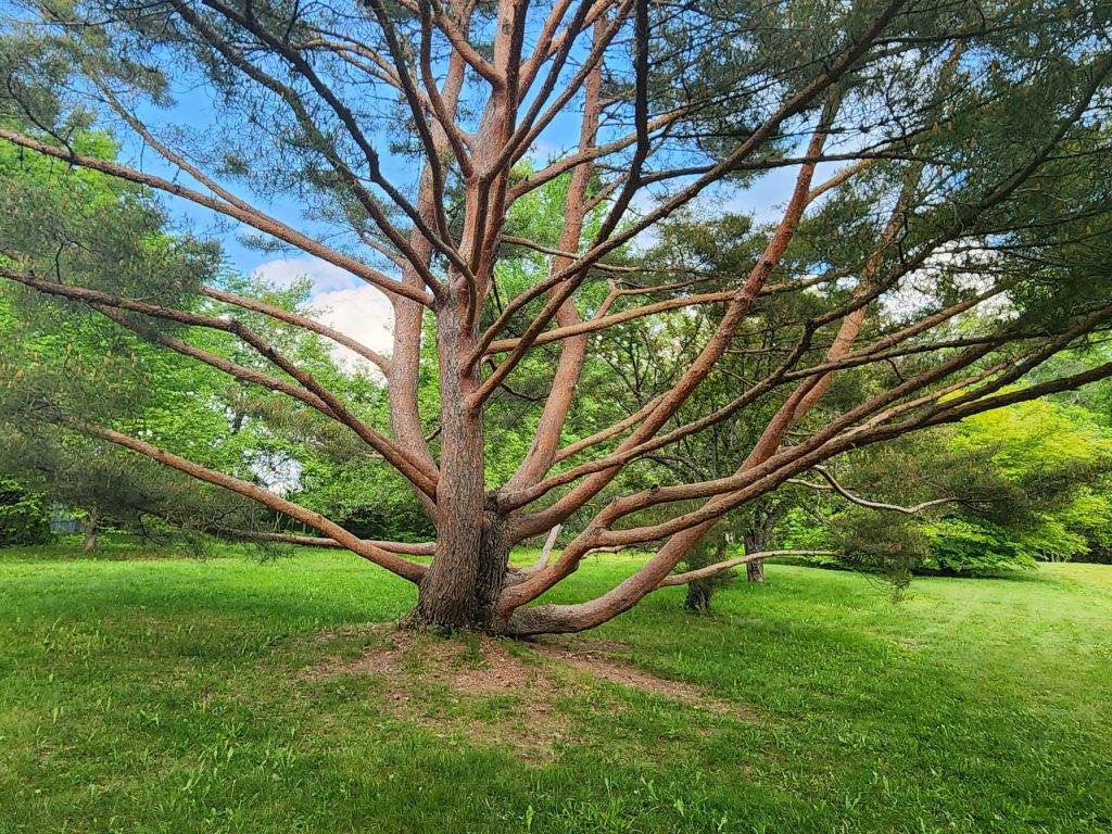 Tree in the Littlefield Garden.