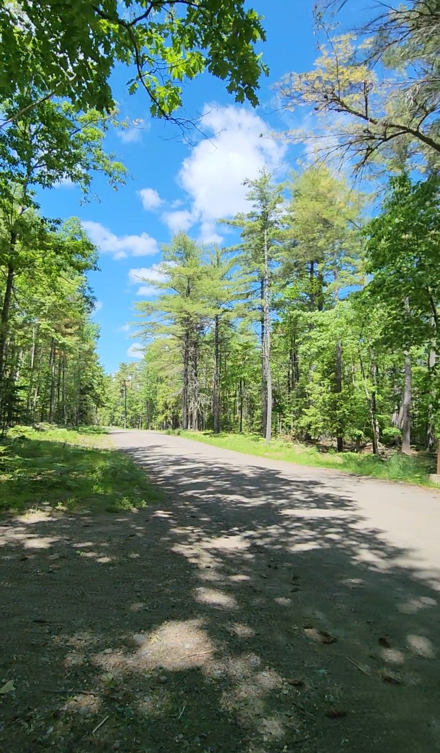 Connector Road in the DeMeritt Forest.