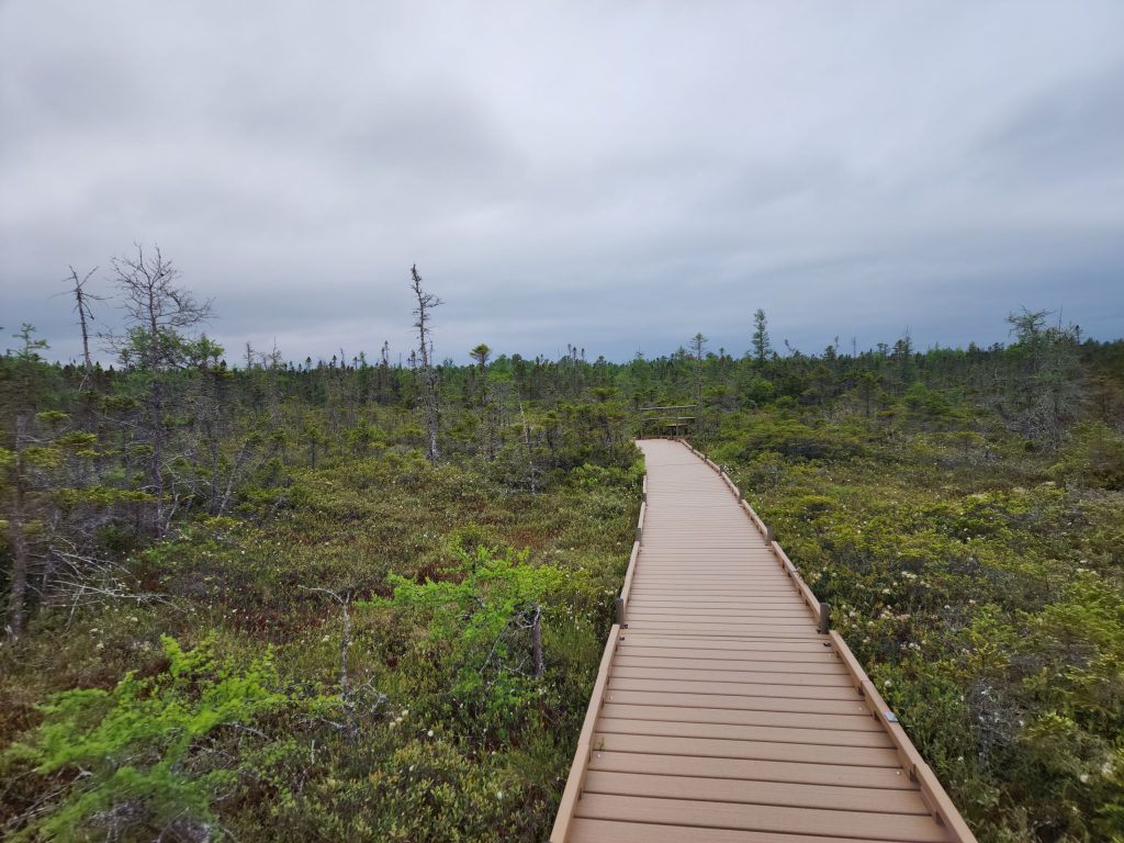 Orono Bog Walk.