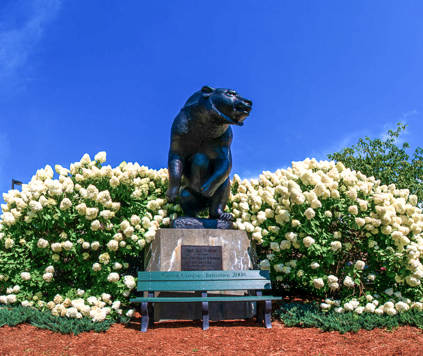 Bear Statue at Memorial Gym