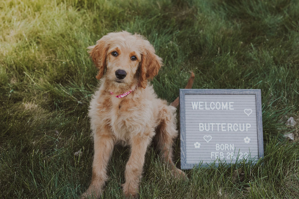 Puppy Buttercup