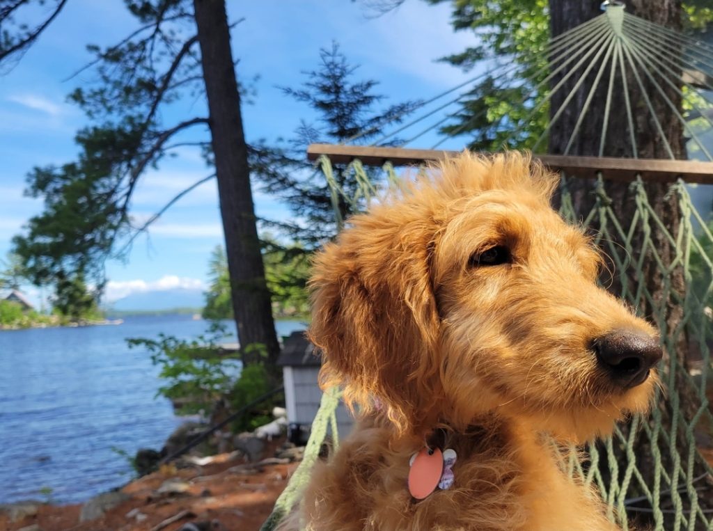 Puppy Buttercup sitting in a hammock on the lake