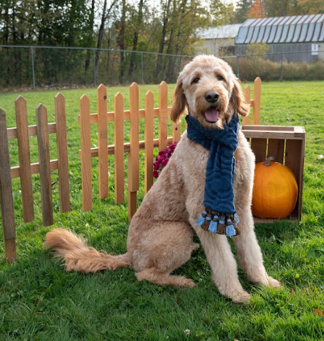 Buttercup with scarf and pumpkin