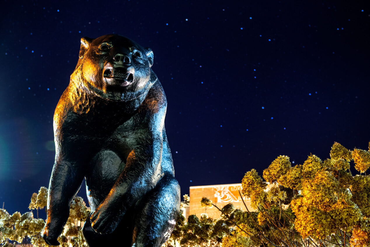 photo of Black Bear statue on starry night