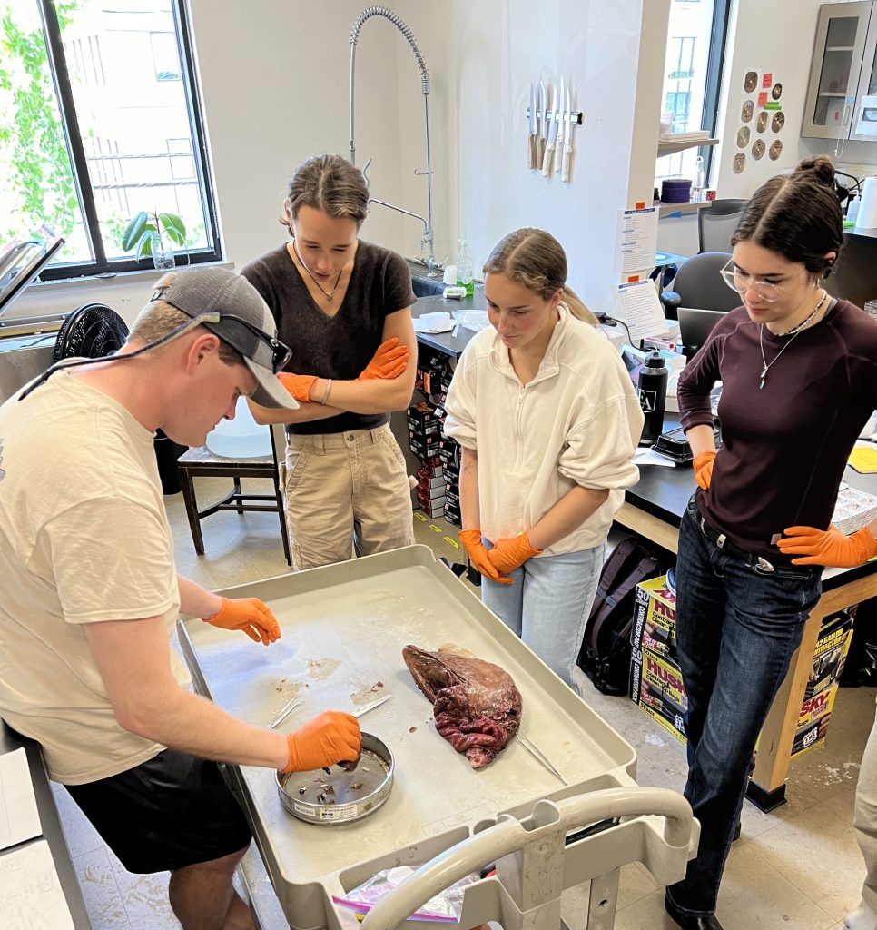 Graduate student & DMR Scientist, Blaise Jenner, showing the 2024 Pelagic Fisheries Lab interns how to conduct an Atlantic bluefin tuna stomach dissection.