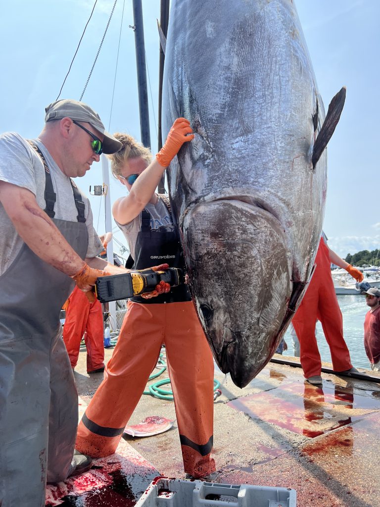 Dr. Walter Golet & Lab Manager, Sammi Nadeau, using a saw tool to cut off an Atlantic bluefin tuna head for the Pelagic Fisheries Lab to take samples from.