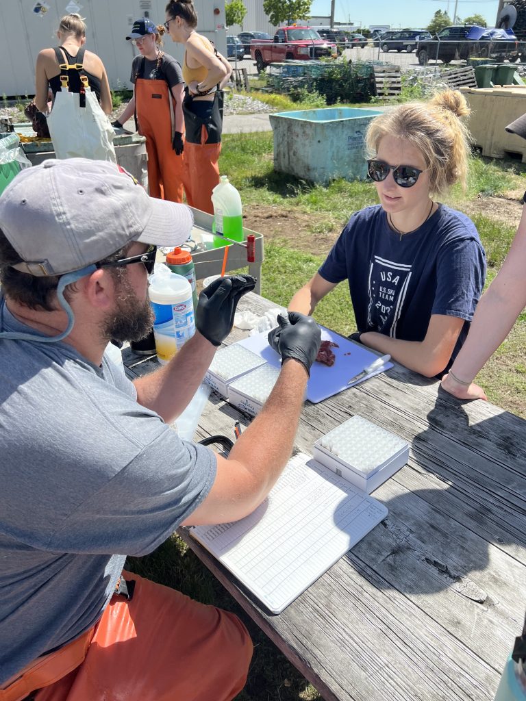 Pelagic Fisheries Lab interns Rory & Avery working on taking genetic samples from Atlantic bluefin tuna.