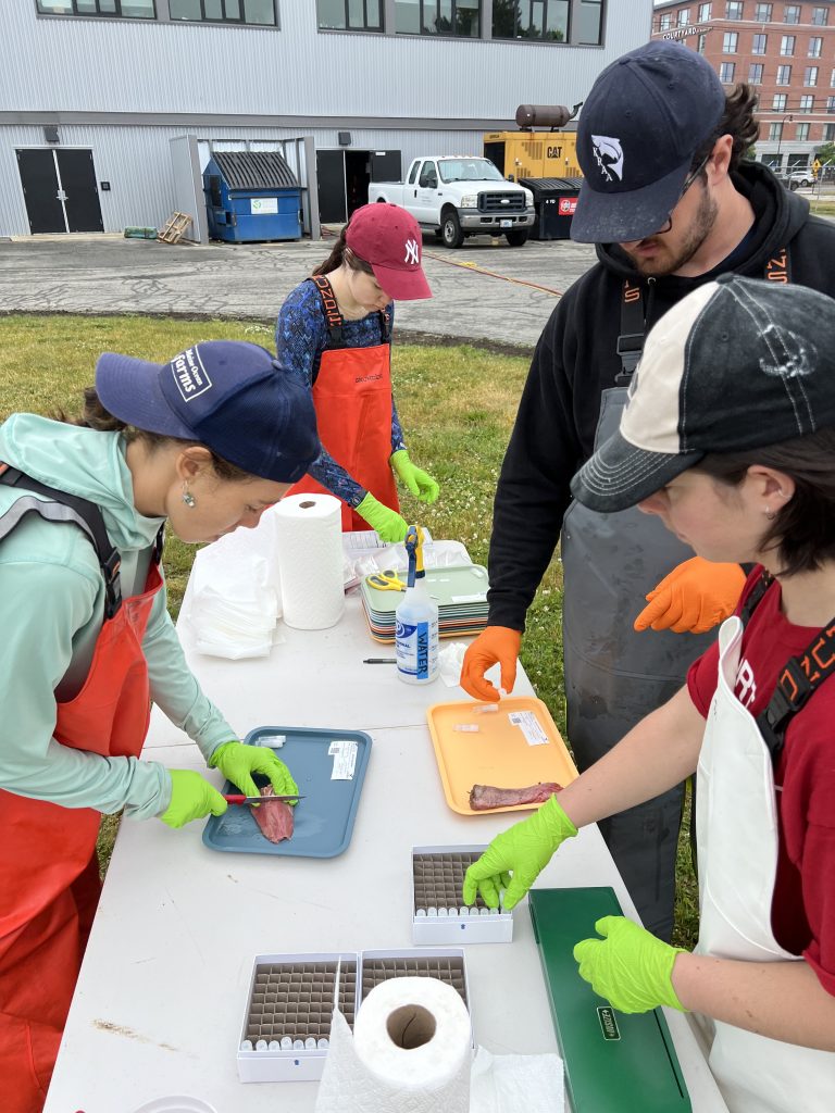 Intern & Technicians team working on taking genetic samples from Atlantic bluefin tuna head steaks, and cleaning otoliths. (From left to right: Heidi Nydam, Jewel Baker, Hayden Page, and Amelia Papi)