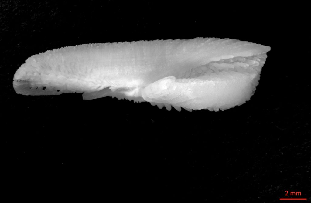 An image of an Atlantic bluefin tuna otolith.