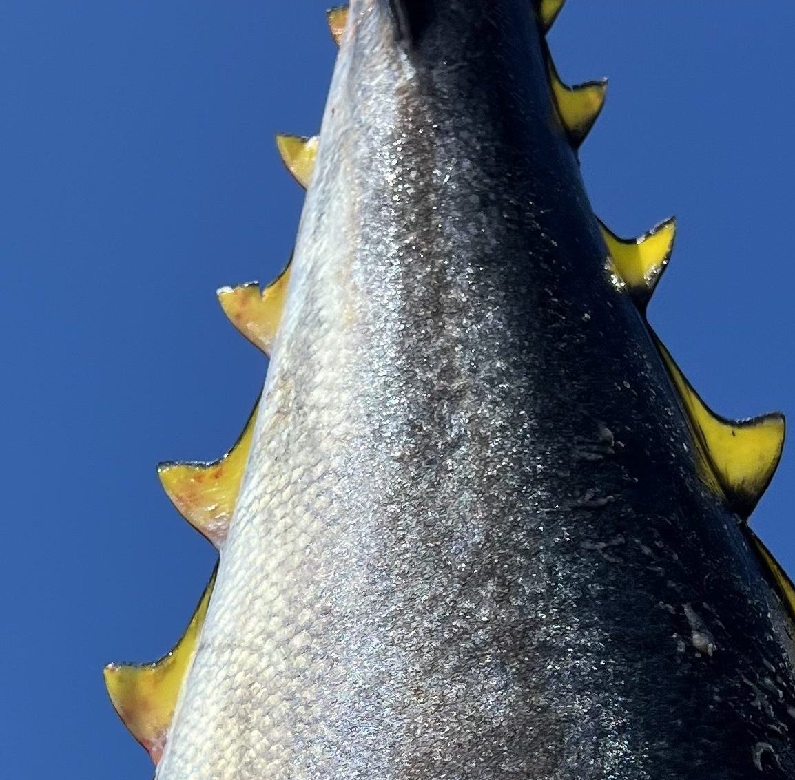 The finlets of an Altantic bluefin tuna