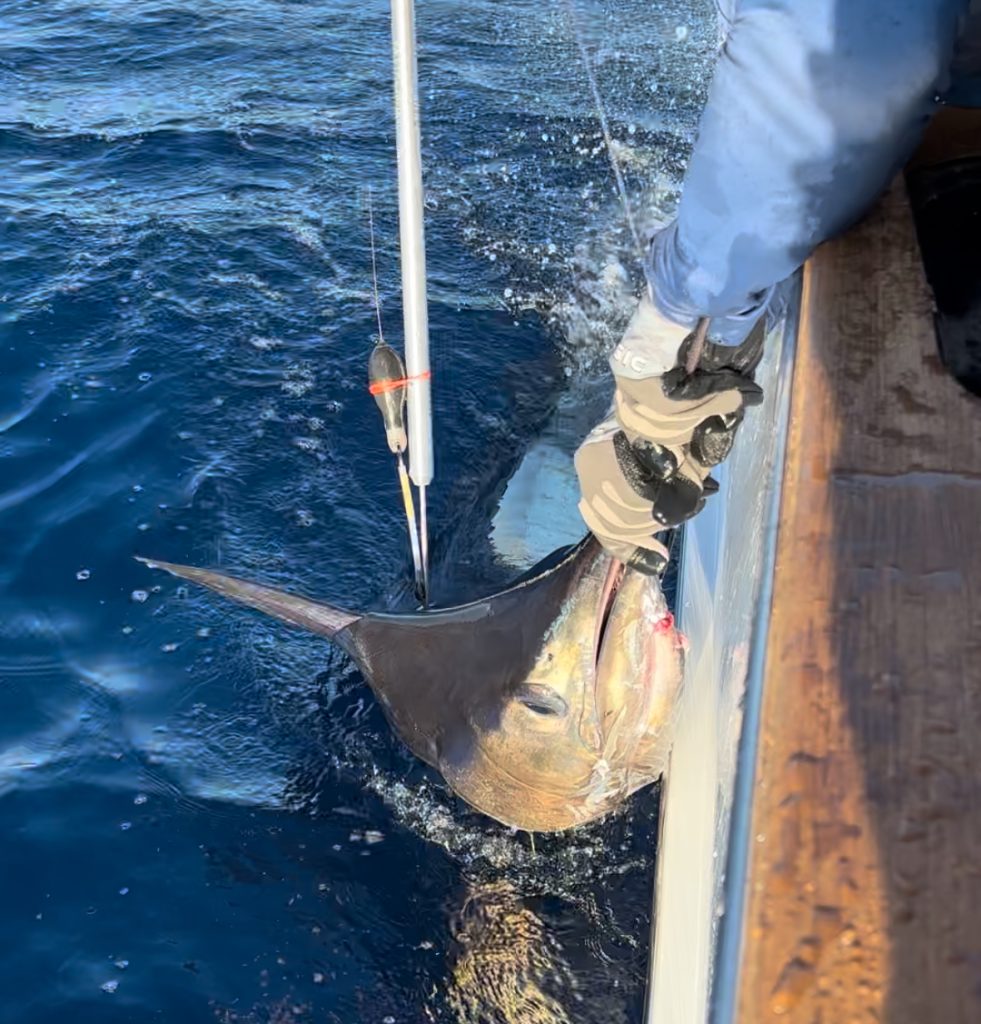 Blue marlin being tagged in Costa Rica by Dr. Walt Golet.