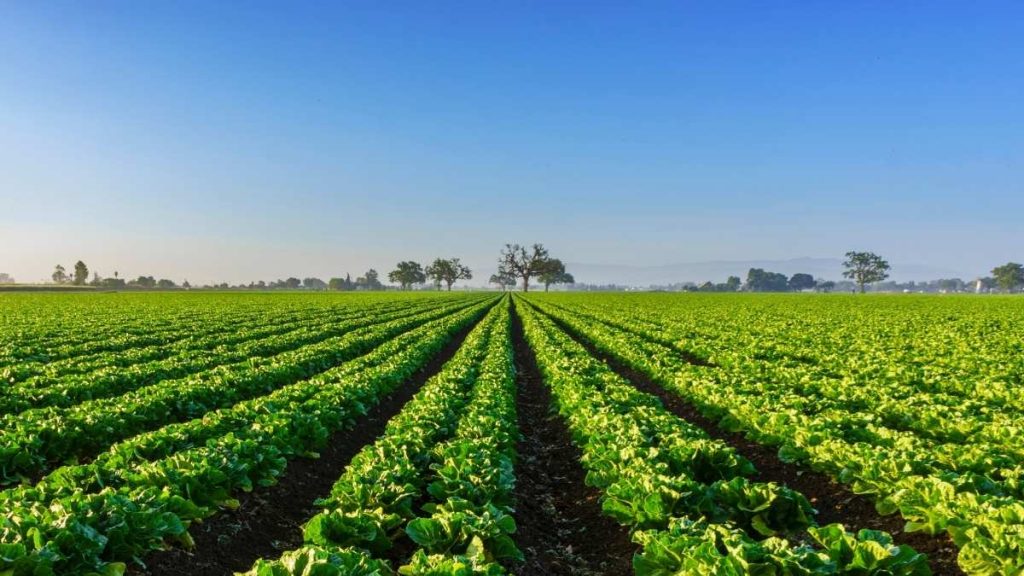 image of fields of vegetables growing on a farm