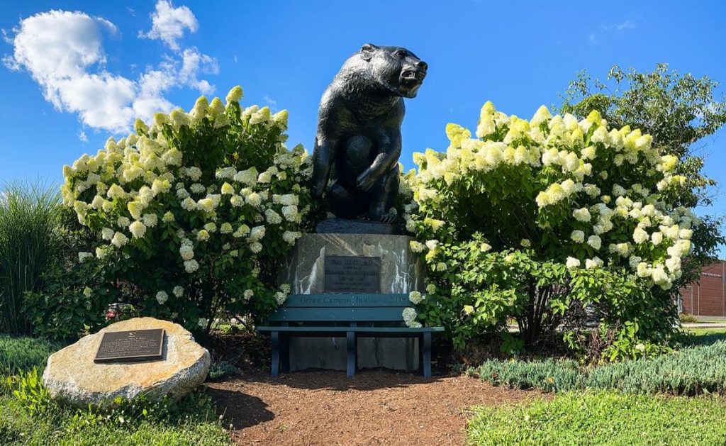 A photo of UMaine's Bear statue on a sunny summer day