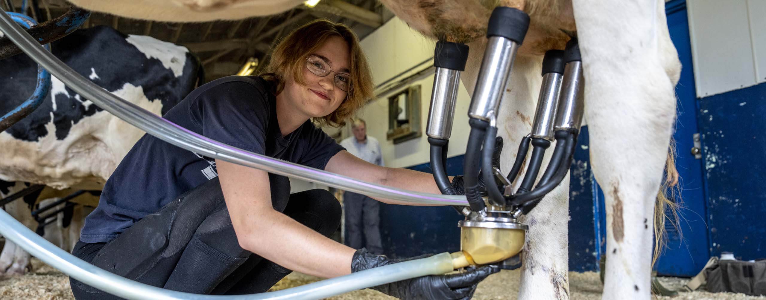 A photo of a student milking a cow