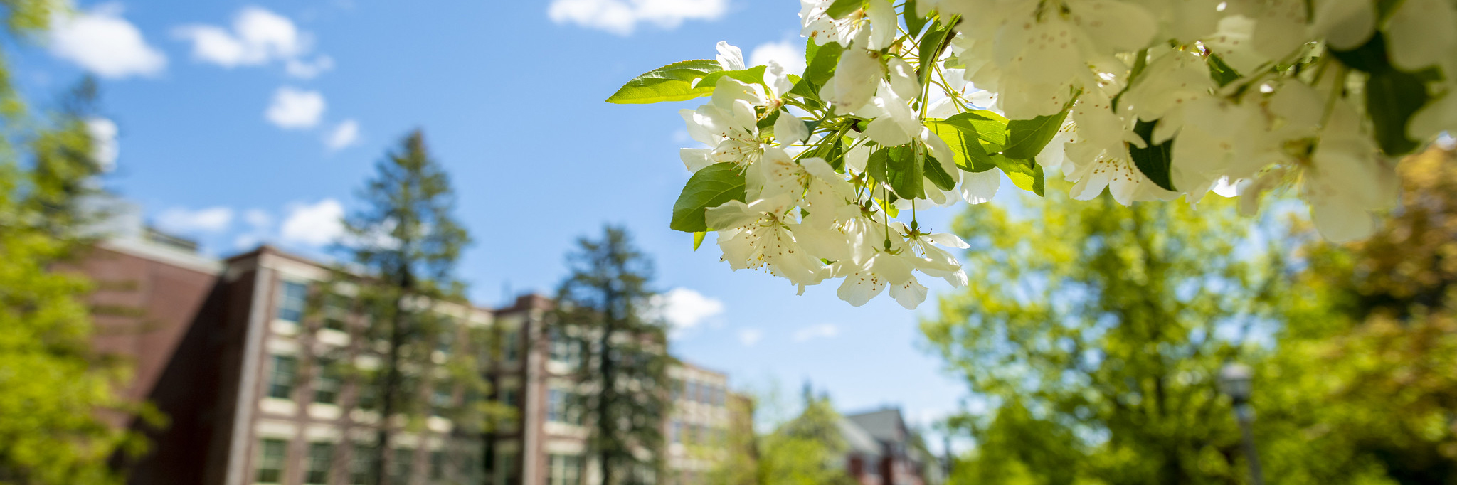 A photo of a flowering tree in spring with a brick building in the background