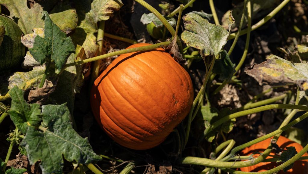 A photo of a pumpkin in a field