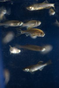 Zebrafish share 70 percent of genes with humans, making them ideal to study muscular dystrophy.