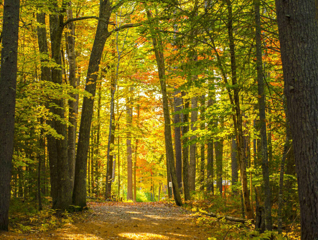 A forest path at UMaine