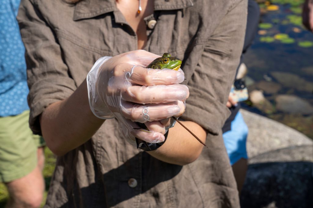 A photo of a frog being held in someone's hands