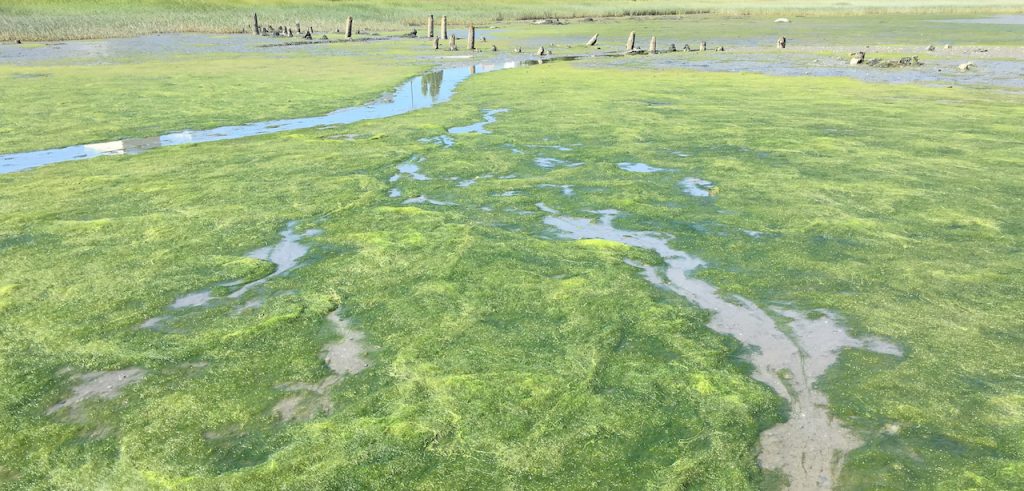 Algal bloom in South Portland's Mill Cove, 2016