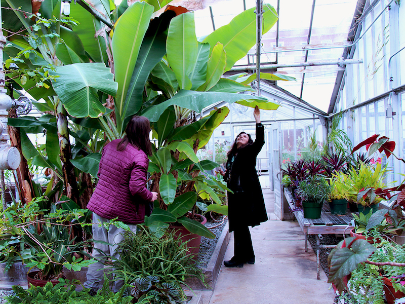 Interior of greenhouse