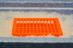 Samples of DNA wait to be tested by grad student James Elliott