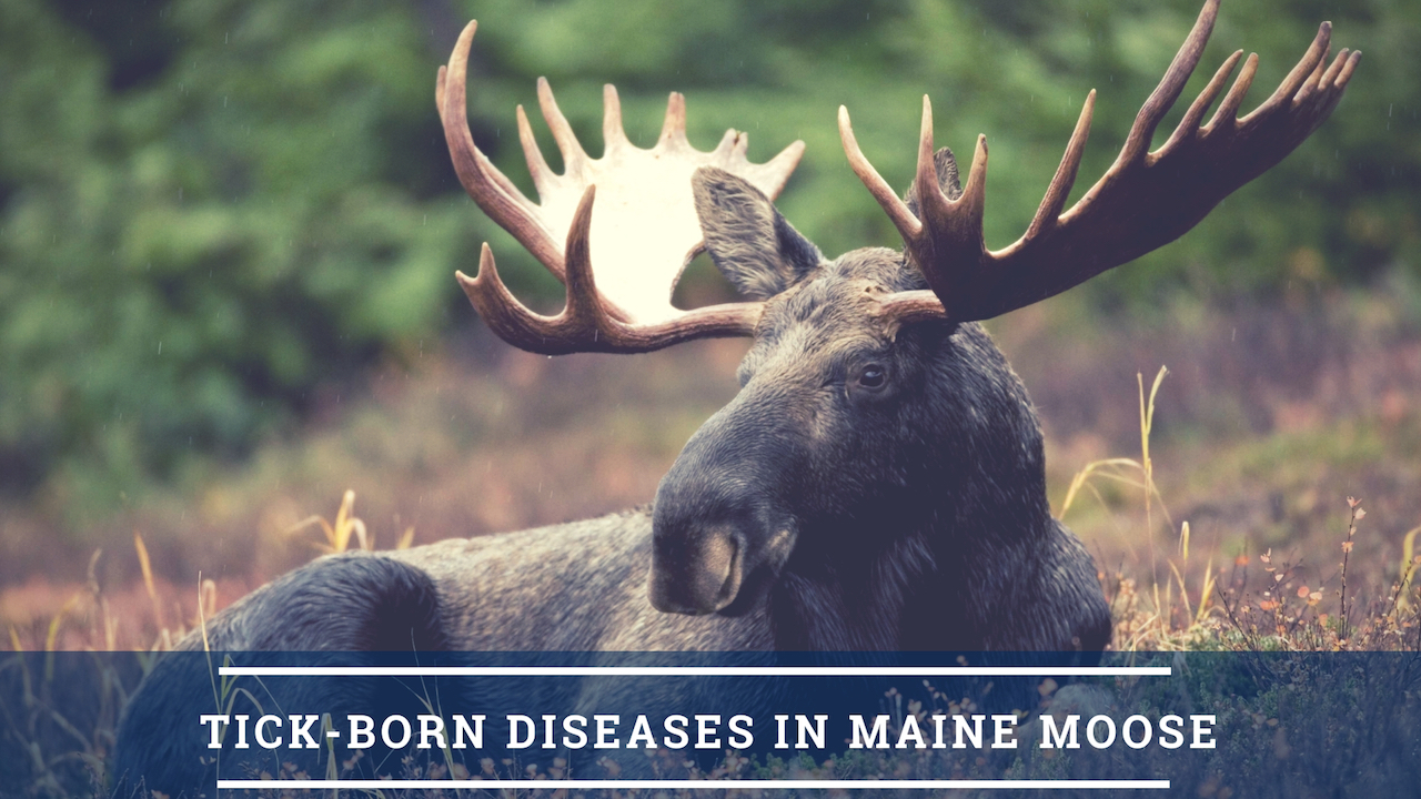 Moose in field