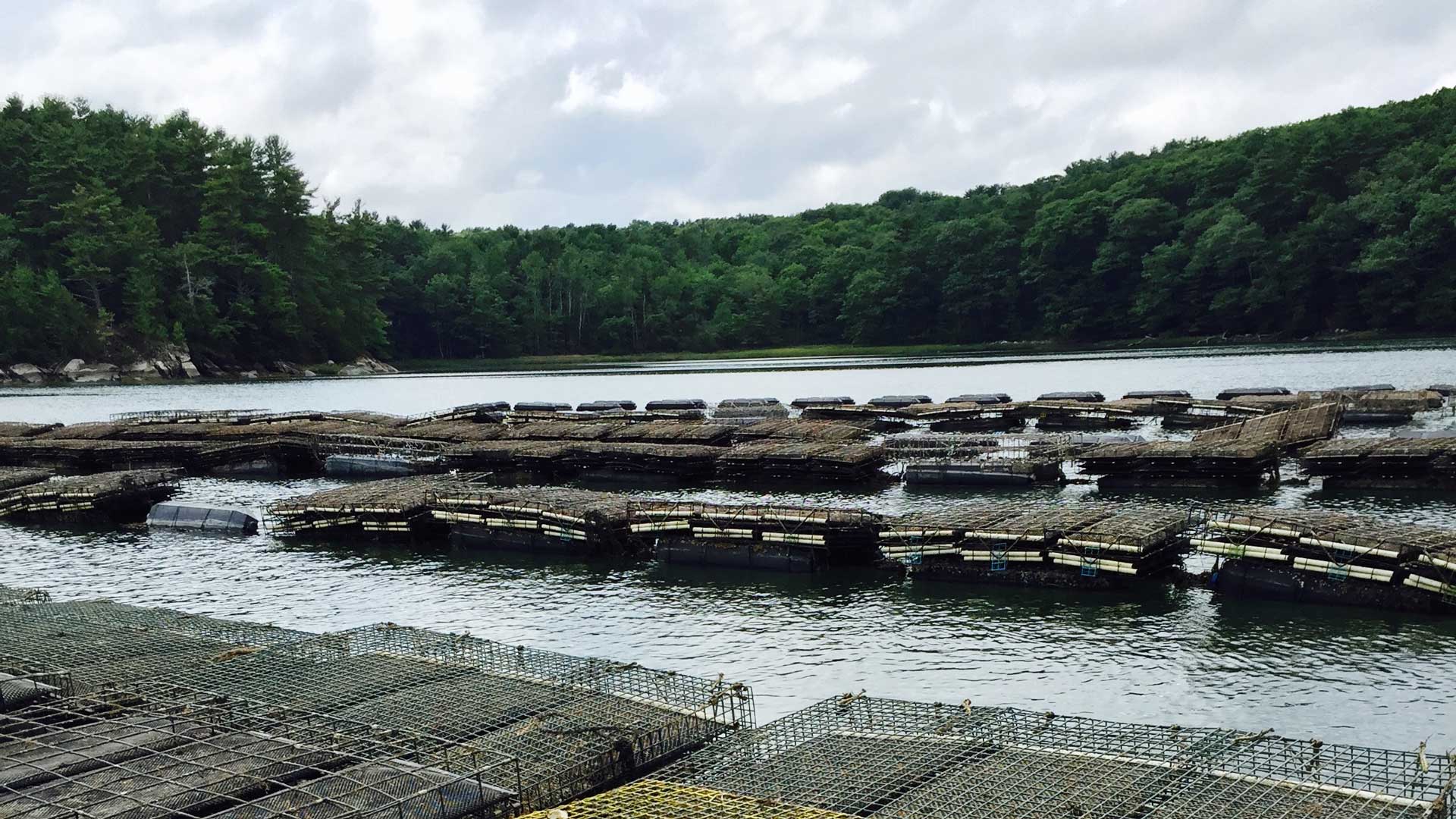 oyster farm in the Damariscotta River image