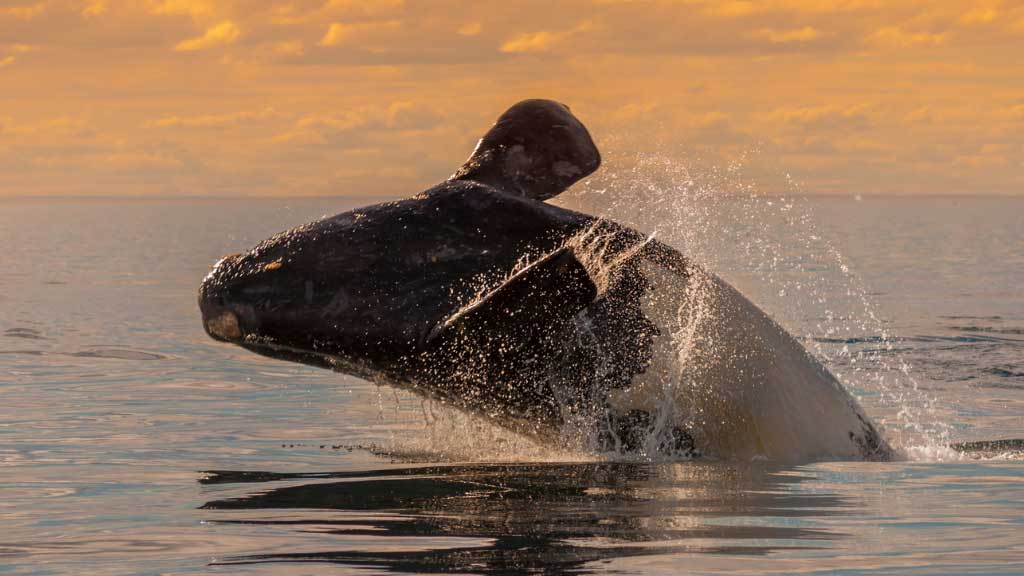 right whale photo