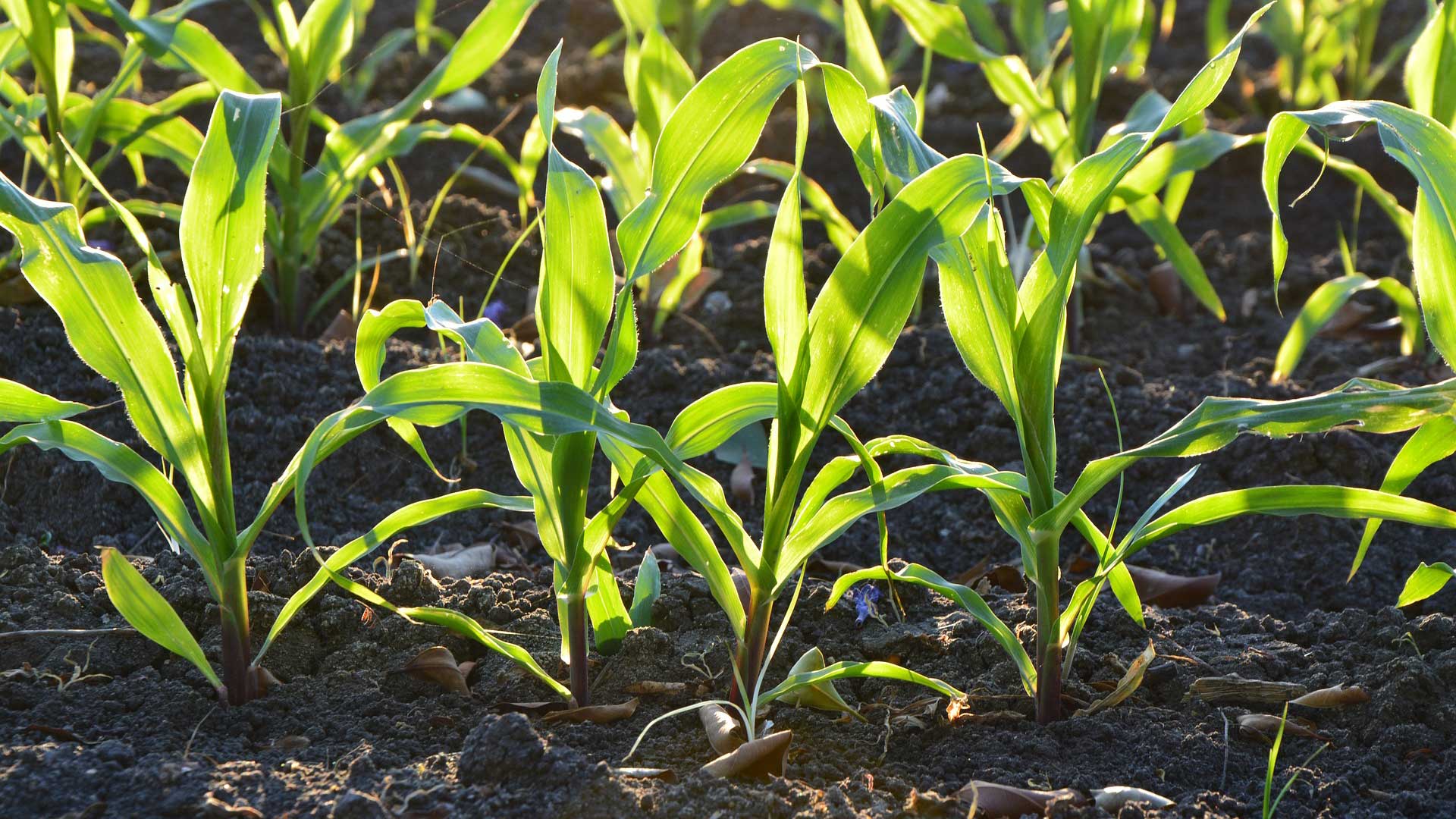 Image of corn plants