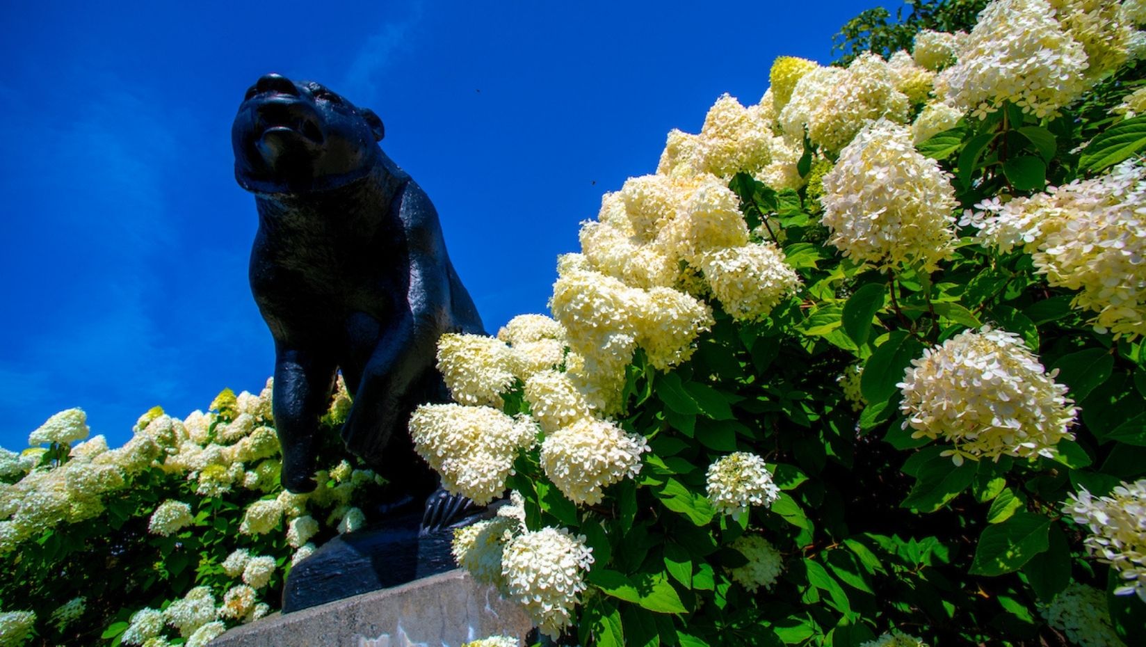image of black bear statue