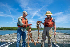 two researchers harvesting scallops