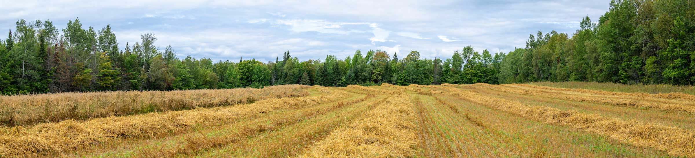 panorama of a farm field