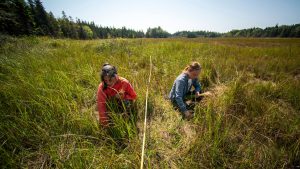 students Greenlaw and Neptune research sweetgrass harvesting in Acadia National Park