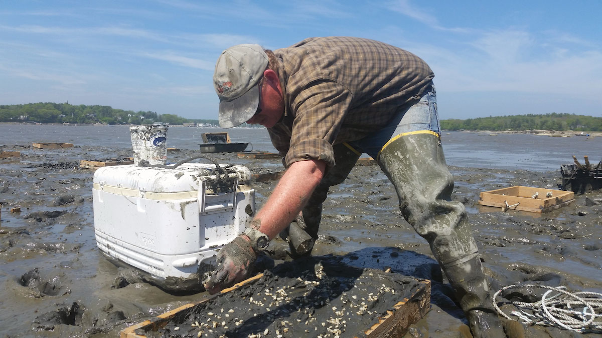 Brian Beal seeding clams