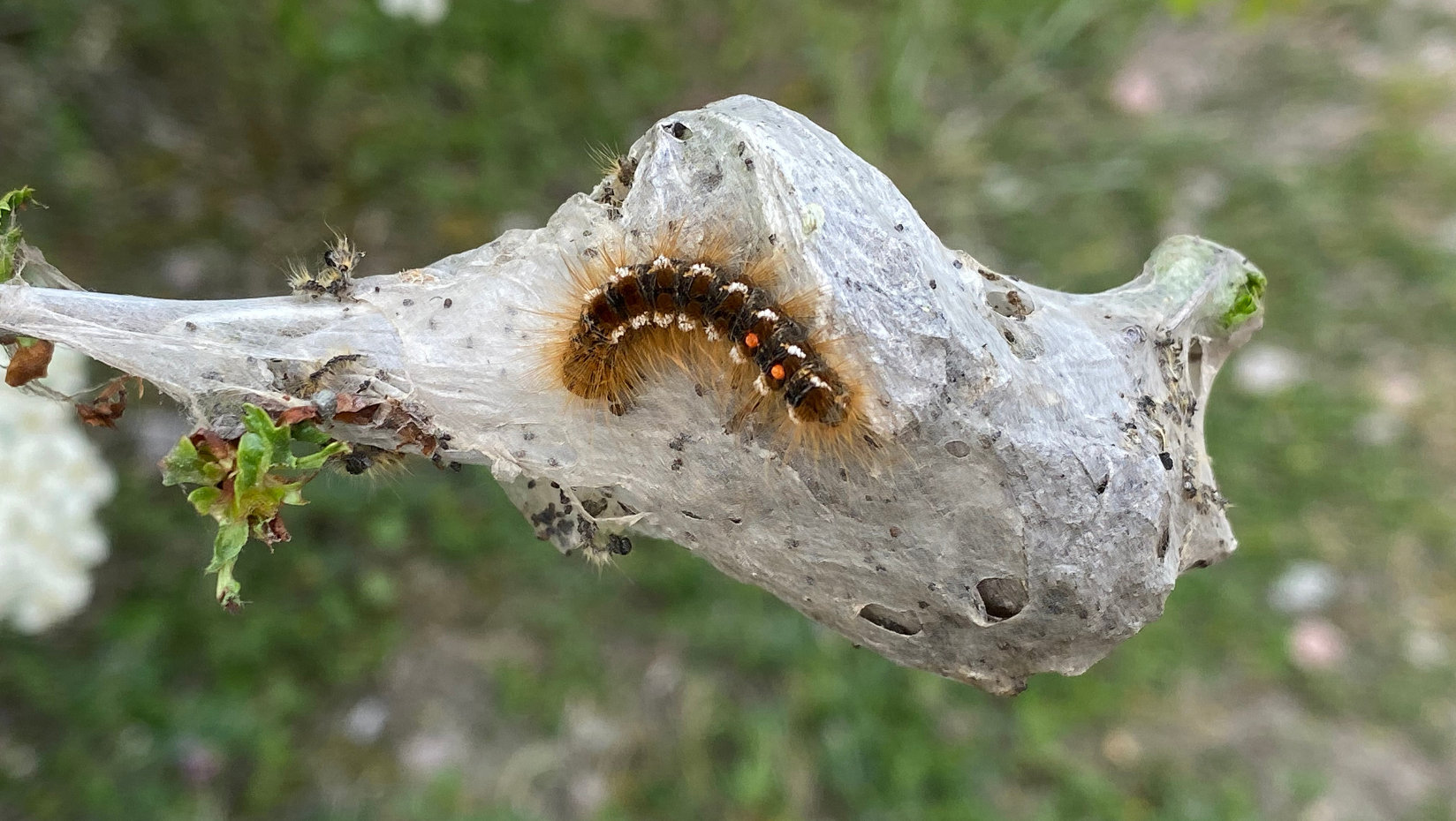 Image of brown tail moth on a nest