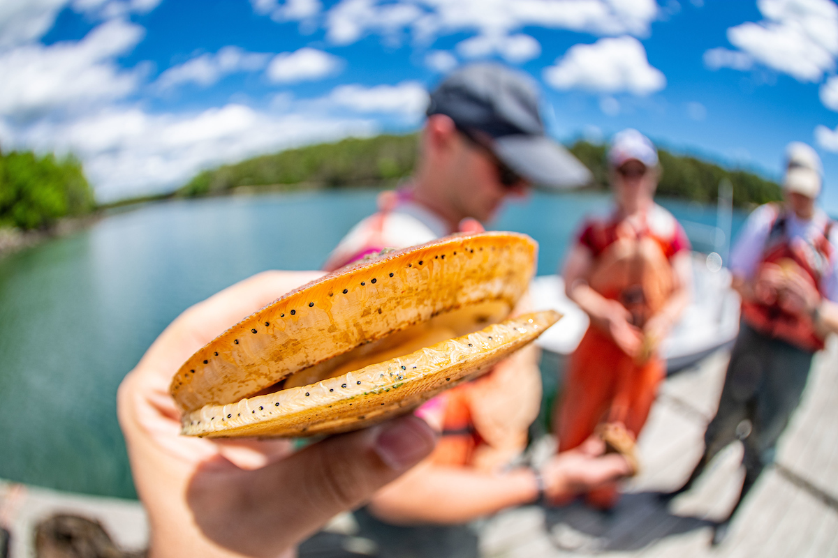 featured image for UMaine study reveals how to turn the tide on scallop-rearing challenges