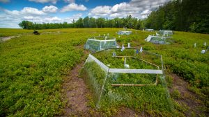 Photo of irrigation apparatuses in wild blueberry field.