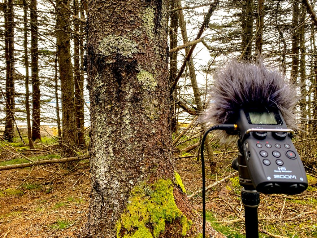 Zoom recorder on stand in the woods