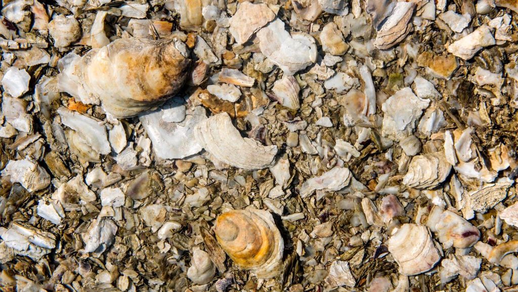 Photo of wet shells and rocks on the ground in a coastal area