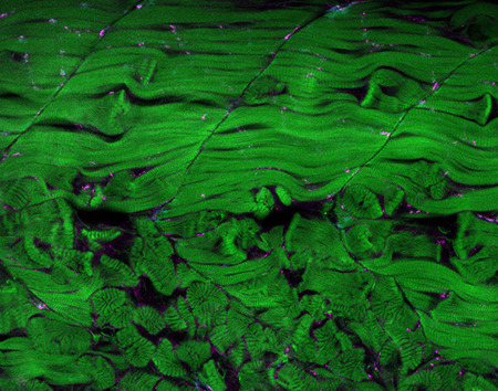 A close up of a green dpm3 dystroglycan double mutant