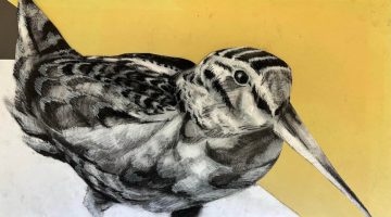 An illustration of an American woodcock.