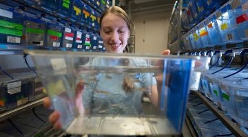 A student holds a tank of zebrafish in a UMaine lab