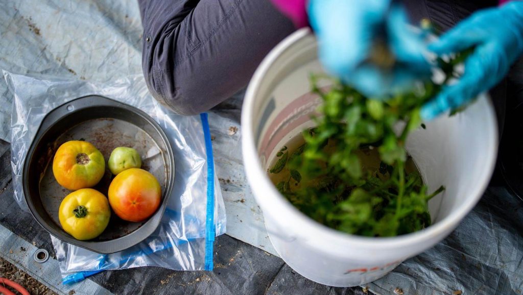 A photo of produce in containers