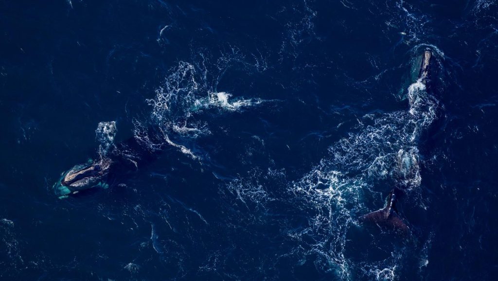 A photo of two right whales in the ocean