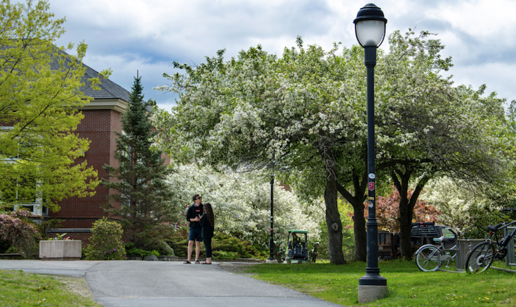 Trees in bloom on UMaine campus
