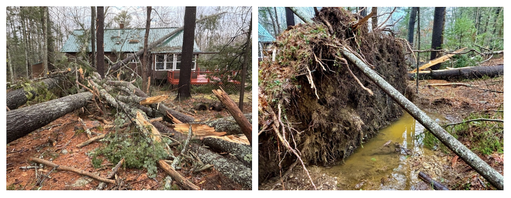 fallen white pine trees