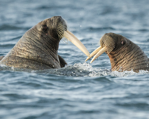 Two walruses face each other at sea