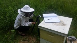 Photo of a student manually counting the bees entering and exiting the hive. 